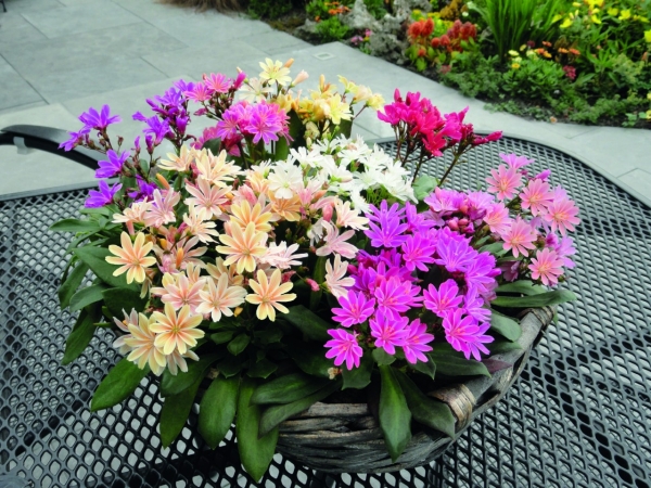 Lewisia Elise Mischung, 3,95
