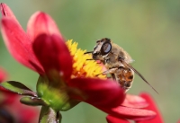 Dahlie gemischte offene Blüten 10g