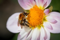 Dahlie gemischte offene Blüten 50g