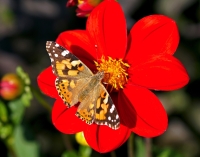 Dahlie gemischte offene Blüten 50g