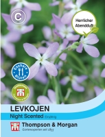 Levkoje Night Scented