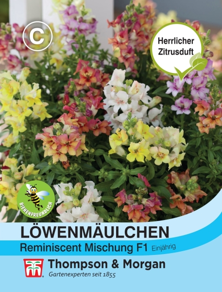 Löwenmäulchen Reminiscent Mix