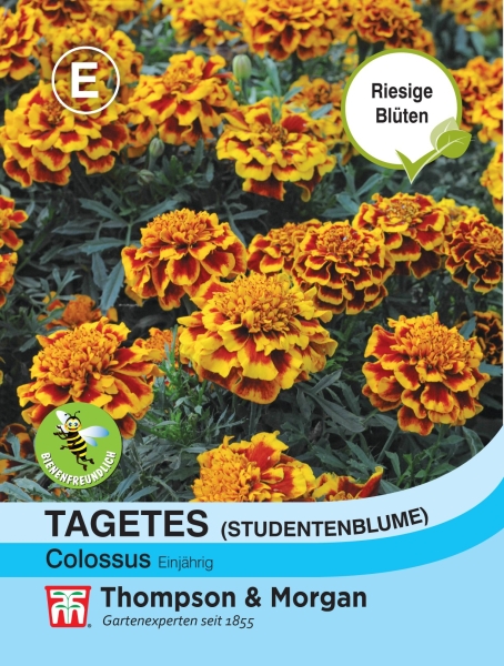 Studentenblume Colossus