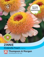 Zinnie Zinderella Peach