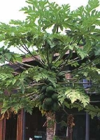 Papaya / Tropischer Melonenbaum