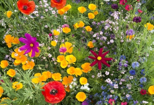 Bunte Bienenwiese Nektarpflanzen-Mix