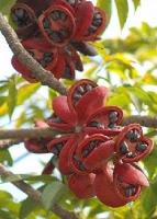Java Olive