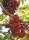 Java Olive