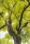 Java Olive
