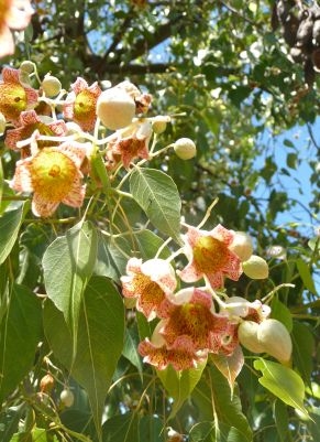 Kurrajong - Bottle Tree MHD 4/2029
