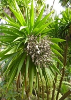 Cordyline - Keulenlilie