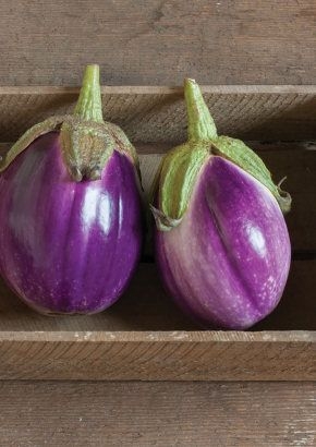 Aubergine Rosa Bianca