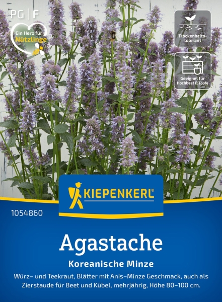 Agastache Koreanische Minze