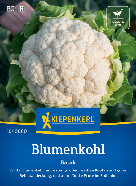 Blumenkohlsamen Balak