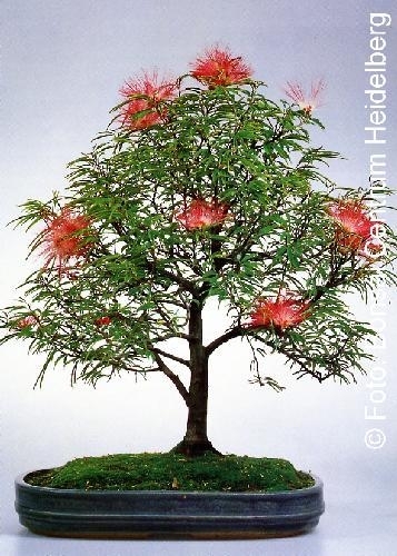 Puderquastenstrauch Zimmerbonsai, 3,95