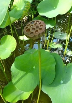 Indische Lotusblume / 8 Samen