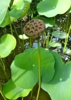 Indische Lotusblume