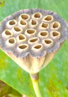 Indische Lotusblume