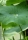 Indische Lotusblume