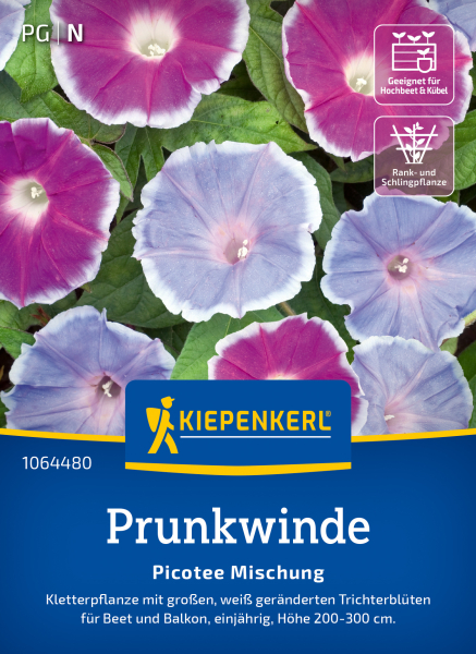 Prunkwindensamen Picotee