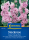 Stockrosensamen Chater’s Double Pink