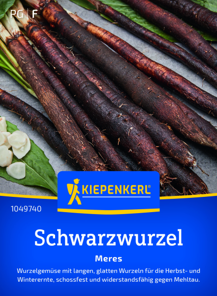 Schwarzwurzelsamen Meres
