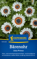 Bärenohrsamen Zulu Prince