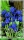 Iris reticulata Harmony (Blaue Zwergiris)