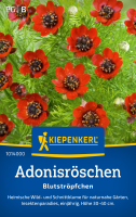 Adonisröschensamen Blutströpfchen