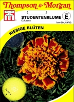 Studentenblume Colossus MHD 12/24