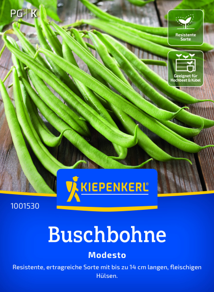 Buschbohnensamen Modesto