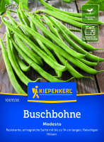Buschbohnensamen Modesto