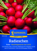 Radieschensamen Ester