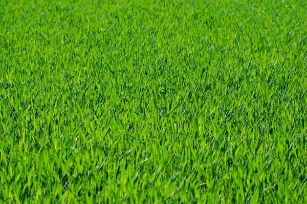 Berliner Tiergarten Standard 250g/6m²