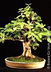 Apfelguave Zimmerbonsai MHD 1/2029