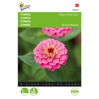 Zinnie Lilliput Rose Gem