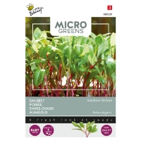 Microgreens, Mangold Regenbogen Mischung