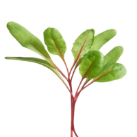 Microgreens, Mangold Regenbogen Mischung