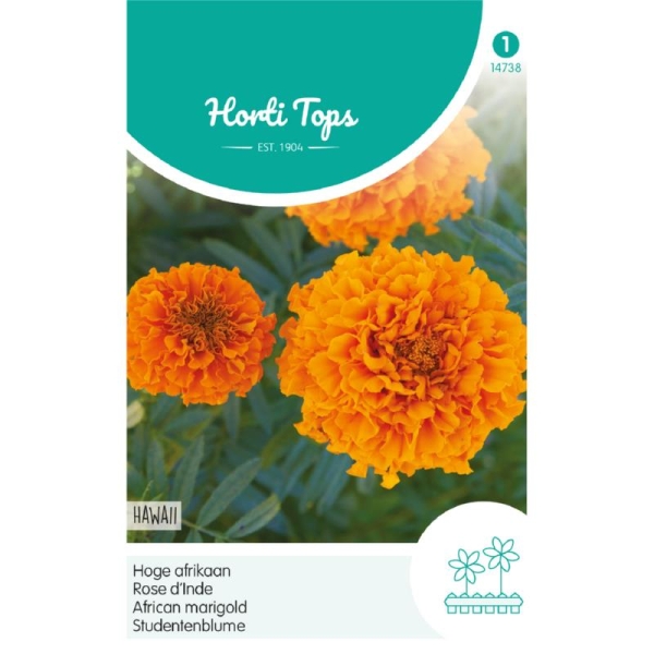 Tagetes Erecta Hawaii Hohe Gef. Orange 70 cm
