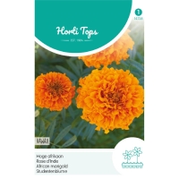 Tagetes Erecta Hawaii Hohe Gef. Orange 70 cm