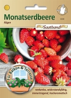 Monatserdbeere Saatband 2m