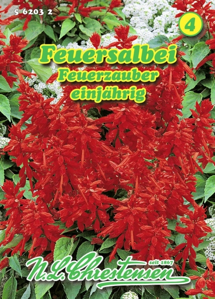 Feuersalbei Feuerzauber