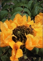 Afrik.Tulpenbaum