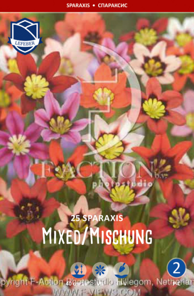 Dreifarbiges Fransenschwertel - Sparaxis