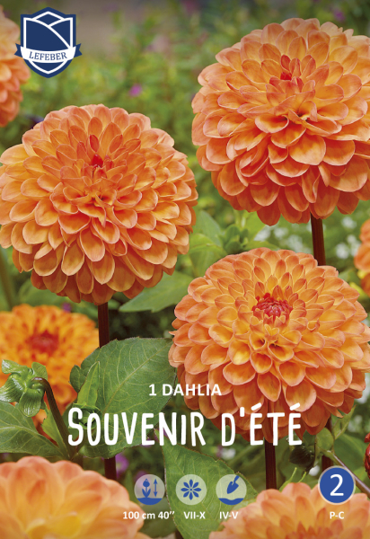 Dahlie Souvenir DEte