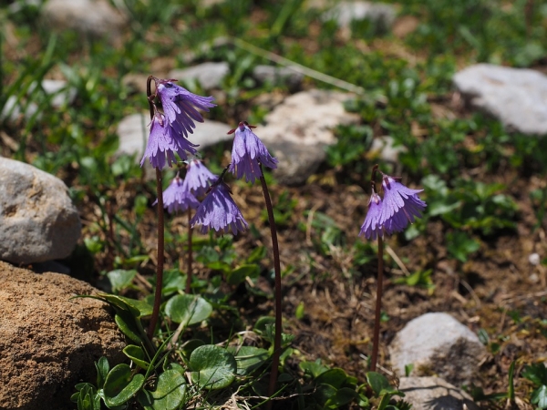 Alpenglöckchen Soldanella