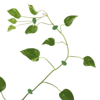 Blatt Pflanzenklammer 10er Set