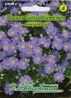 Blaues Gänseblümchen