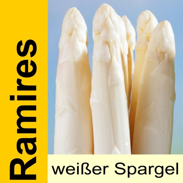 Spargelpflanzen weiß "Ramires" 25Stück