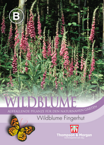 Wildblume Fingerhut
